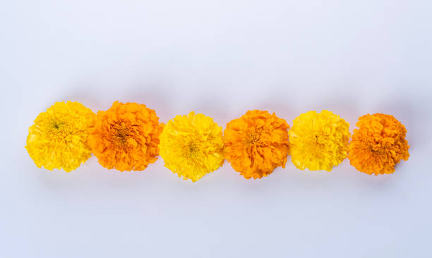 istock Marigold flower border isolated on white background 2166781467