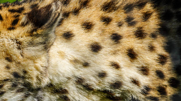 istock Cheetah fur, spotted safari style background 2166781562