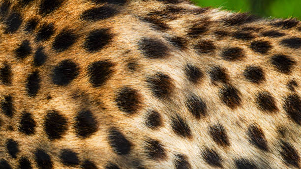 Cheetah fur, natural authentic wild animal hide, safari background and fur texture spotted natural pattern. African influence background with copy space, room for text and logo
