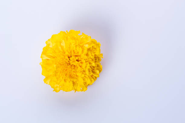 Yellow marigold flower isolated on white background