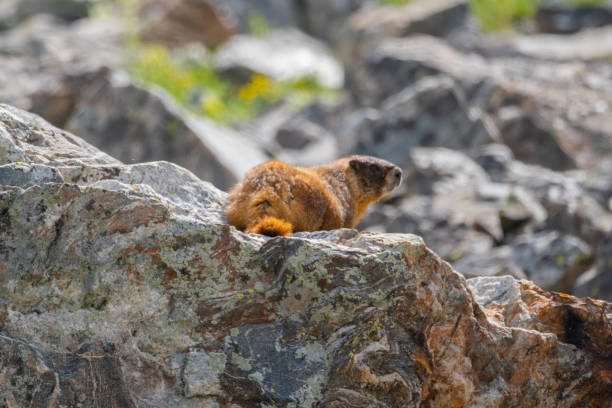 Marmot in Jasper National Park