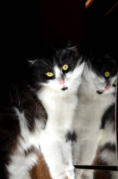 Black and white cat with yellow eyes