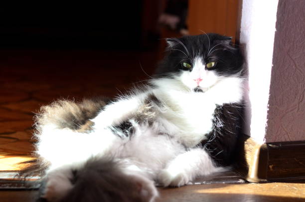 Black and white cat with yellow eyes