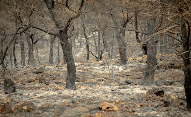istock Charred soil of a Mediterranean pine forest after a fire 2166784716