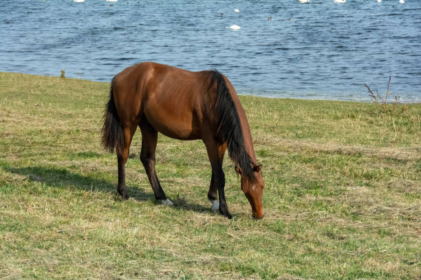 istock A horse in the pasture by a lake 2166784877