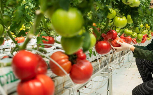 istock Organic tomatoes growing in a greenhouse 2166785117