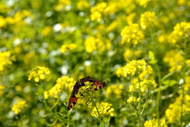 Underside of a European peacock ( Aglais io ) butterfly on yellow mustard flower