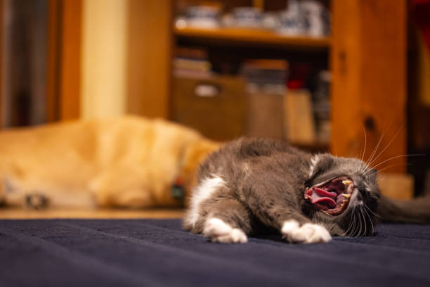 Domestic cat and dog lying on carpet in living room.