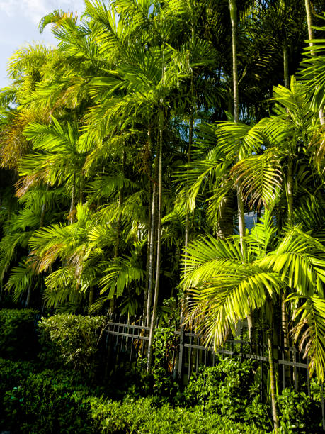 Palm trees in Key West, Florida