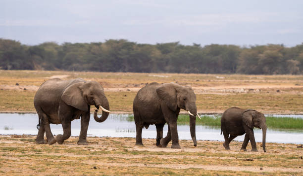 istock African Elephant Family 2166785776