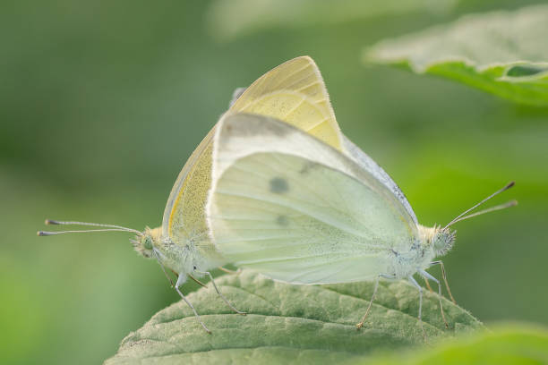 Natural closeup on the European Green-veined white butterfly, Pieris napi on a green leaf