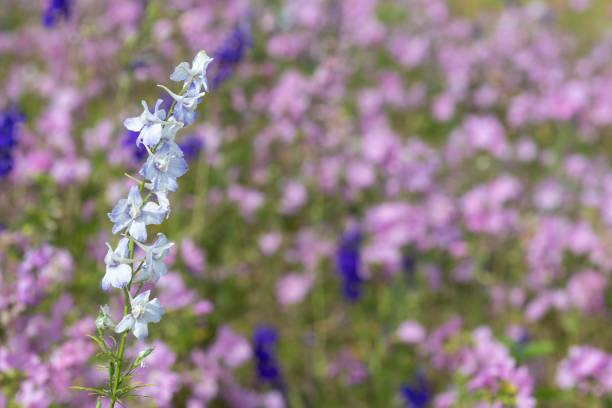 Close up of doubtful kinghts spur (consolida ajacis) flowers in bloom