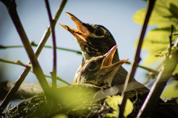 Robin gathering nesting material