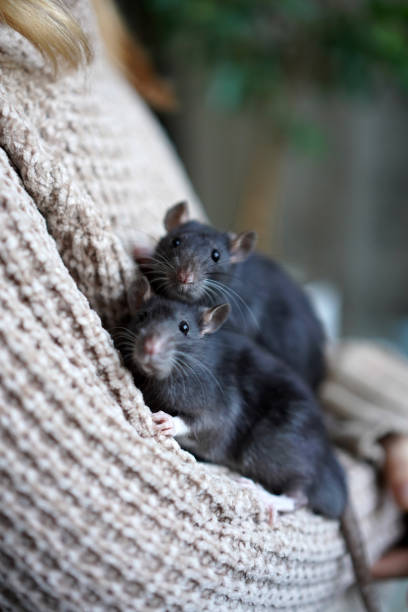 istock Two black rats in the hands. Care and friendship 2166791386