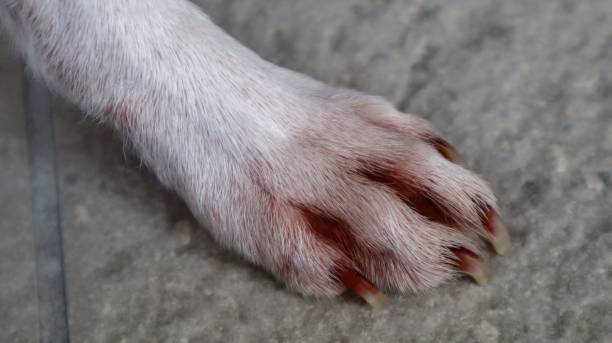 istock Fungus on a dog's paw. 2166791492