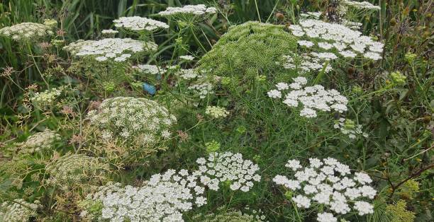 istock Small flower garden 2166791627