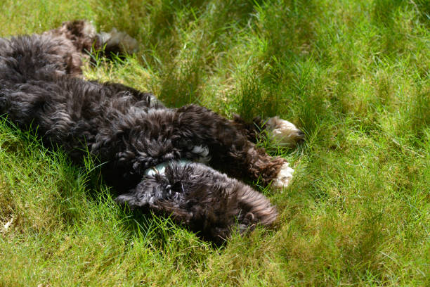 An adorable black Maltipoo puppy joyfully playing on a lush green lawn, capturing the lively and playful nature of this fluffy, young companion.