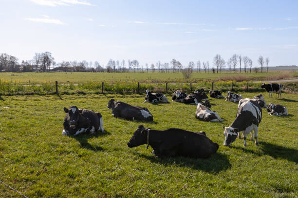 istock Cows lie peacefully on the grass of the meadow. 2166791782