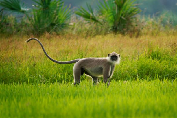 Tufted gray langur Semnopithecus priam also known Madras gray and Coromandel sacred langur, Old World mainly a leaf-eating monkey, found in southeast India and Sri Lanka, feeds on rice field. langur gris moñudo semnopithecus priam, también conocido como langur gris de madrás y langur sagrado de coromandel, viejo mundo principalmente un mono que se alimenta de hojas, que se encuentra en el sureste de la india y sri lanka, se alimenta de campo