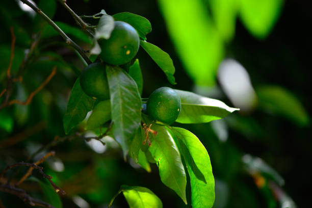 A vibrant scene of green mandarins nestled among lush leaves on a mandarin tree, capturing the early stages of the fruit's growth.