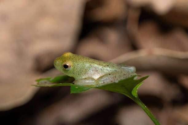 istock Water lily reed frog (Hyperolius pusillus) 2166791964