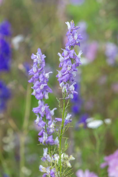 istock Doubtful knights spur (consolida ajacia) flowers 2166792509