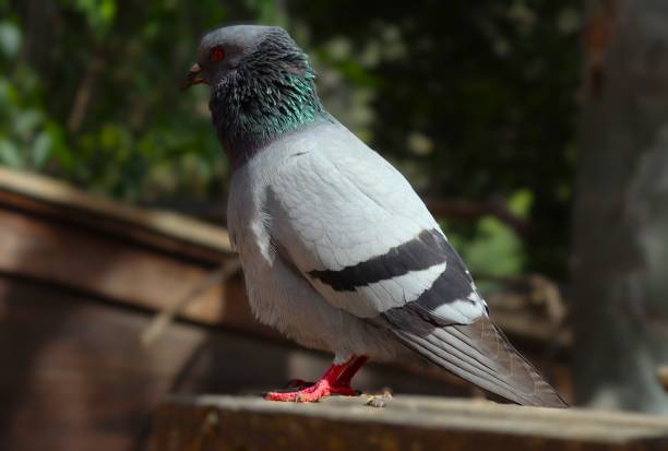 istock A large green pigeon with red eyes 2166792556