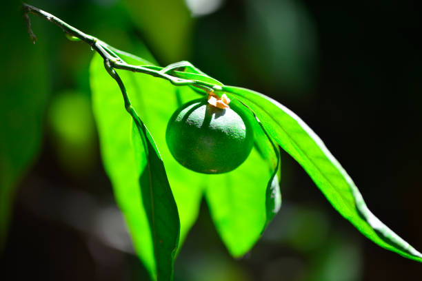 A vibrant scene of green mandarins nestled among lush leaves on a mandarin tree, capturing the early stages of the fruit's growth.