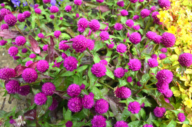 istock Pinball purple (Gomphrena Ggobosa) flowers in summer 2166793045