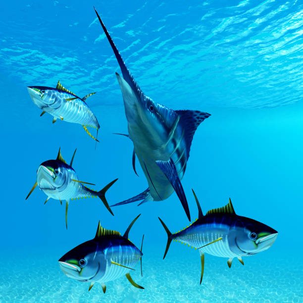 istock Blue Marlin and Yellowfin Tuna 2166793093