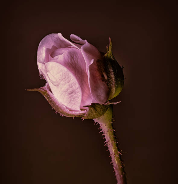 A close-up of a pink rosebud captures the delicate folds of its petals, set against a dark background