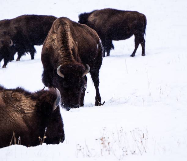 istock Buffalo in the Snow 2166793525