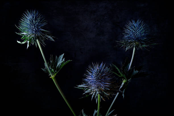Spiky blue flowers stand out against a dark background