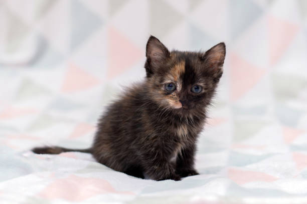 istock A small tricolor kitten sits on a light blanket 2166793786