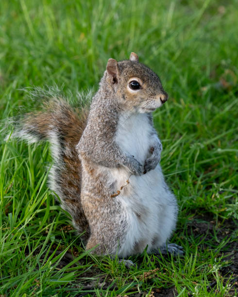 istock Grey Squirrel poses for a portrait 2166795654