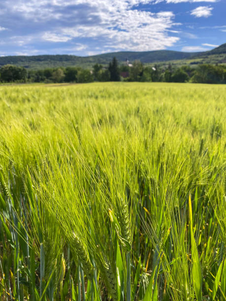 istock lush wheat field with hills and sky 2166798484