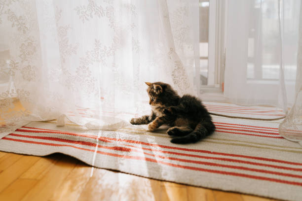 istock Little kitty sitting at home 2166798616