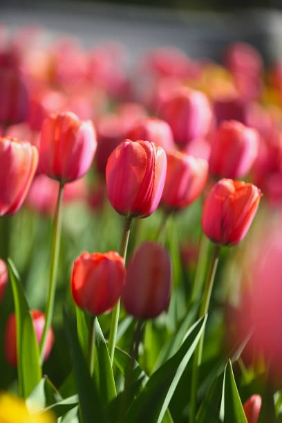 Red tulips blooming in the garden