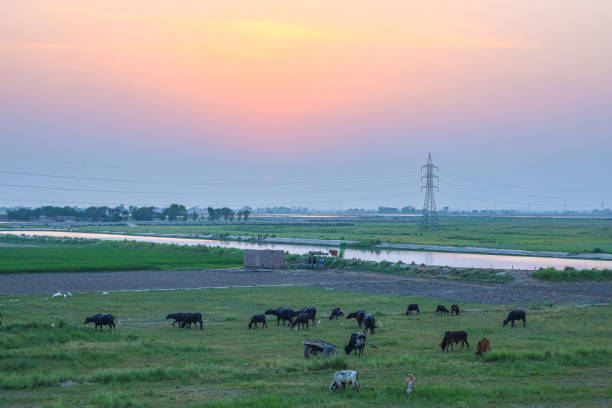 Picture of cows in a Field in amazing sunlight