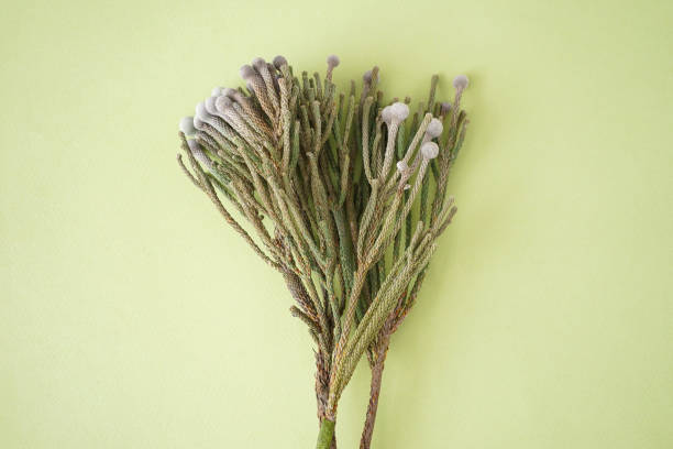 Surreal still life with three branches of chrysanthemum