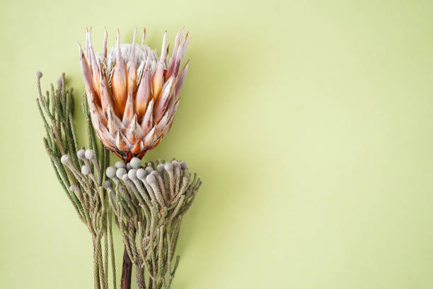 Branches of brunia and protea on a light green background with space for text, top view.