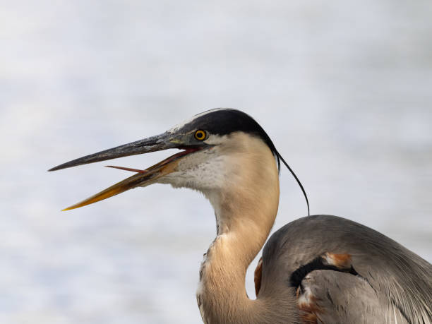 istock Close Up of an Overheated Great Blue Heron Fluttering 2166801191