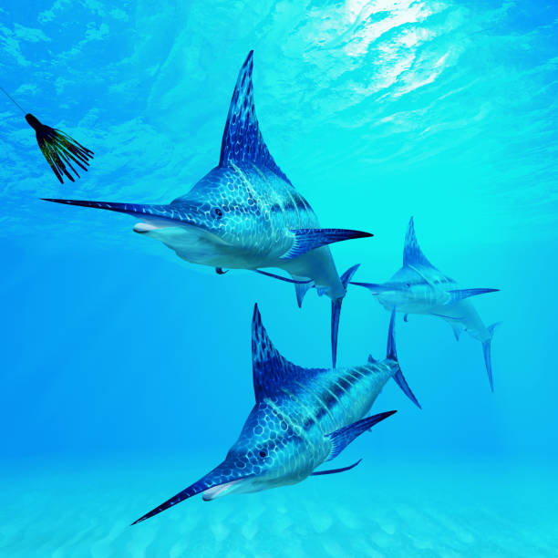 istock Marlins after Fishing Lure 2166801252