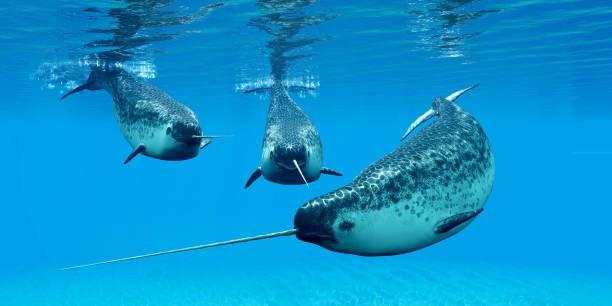 Narwhal Male Whales