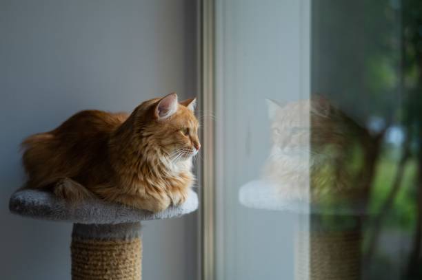 istock Red cat lies on a scratching post by the window. 2166802123