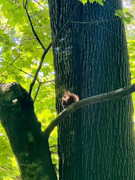 istock Squirrel climbing on a tree in a park in the spring. 2166803710