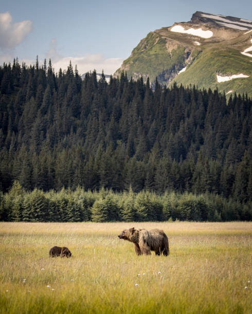 istock Sow and Cub in Scenic Landscape 2166804584