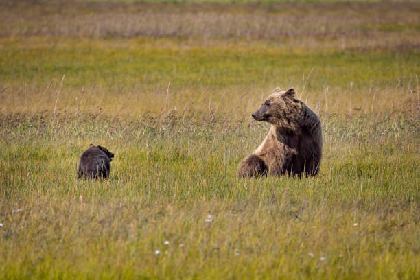 istock Sow and Cub Resting in Lake Clark 2166804626
