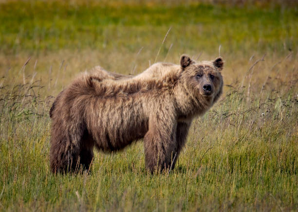 istock Alaskan Coastal Brown Bear Standing in Meadow 2166804695