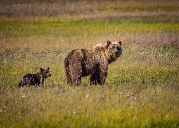 istock Sow and Cub in Lake Clark Meadow 2166804733